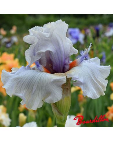 Iris : Trumpeter Swan