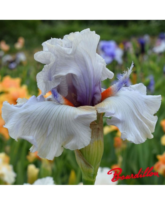 Iris : Trumpeter Swan