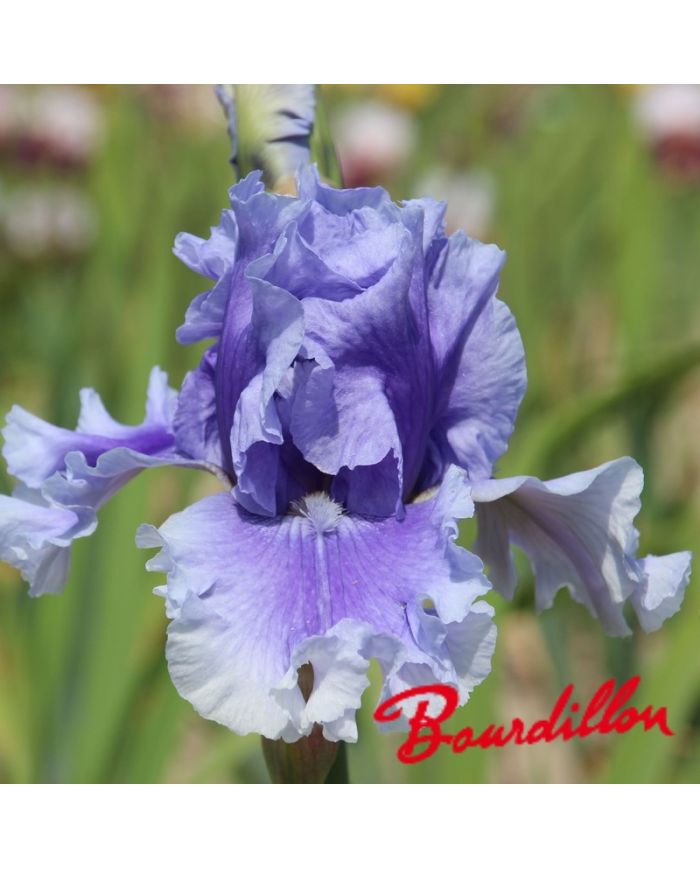 Iris : Blue My Mind