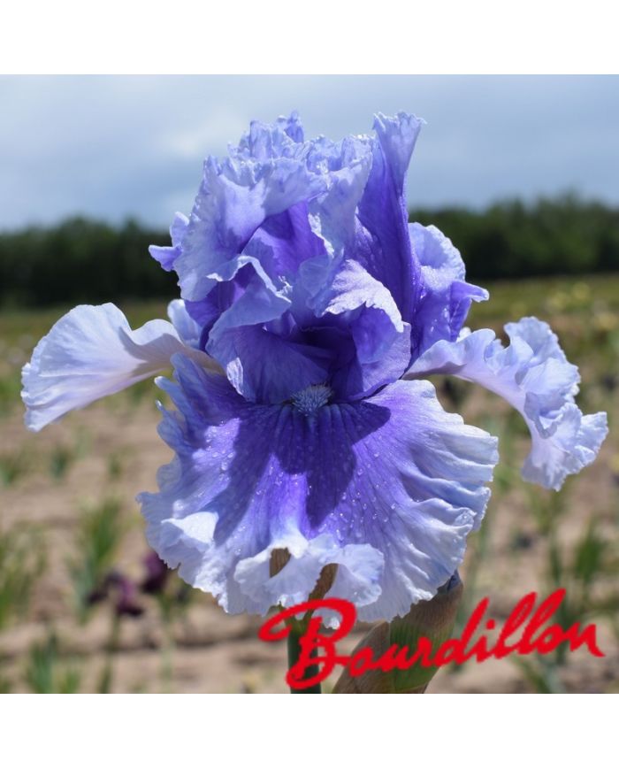 Iris : Blue My Mind