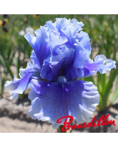 Iris : Blue My Mind