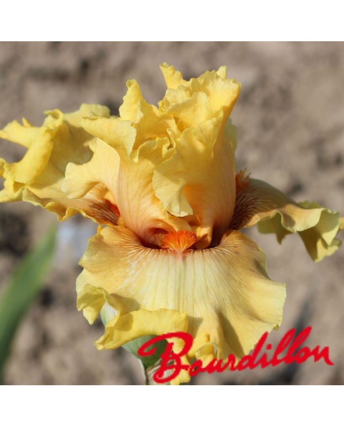 Iris : In Beauty