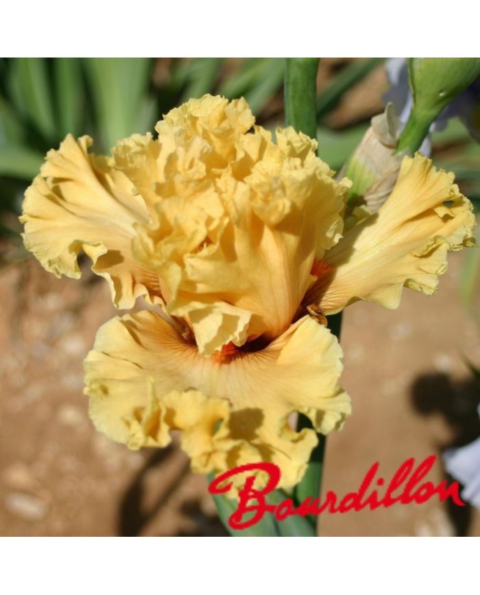 Iris : In Beauty