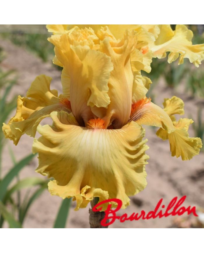 Iris : In Beauty