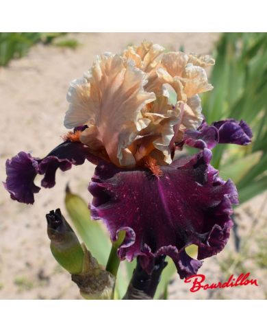 Iris : Toronto
