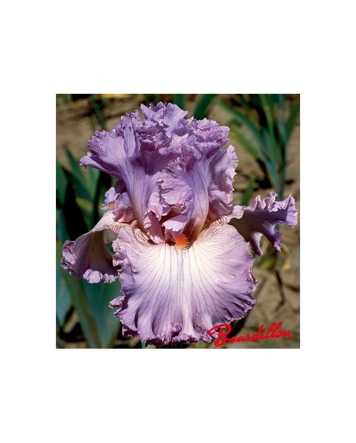 Iris : Vienna Waltz