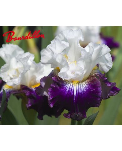 Iris : Fragrant Des Sables