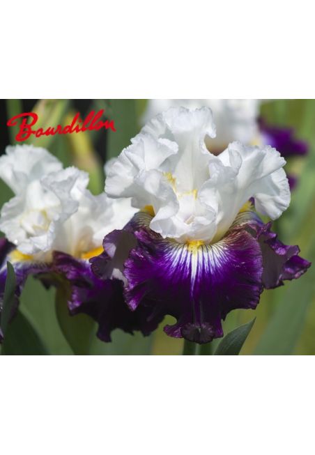 Iris : Fragrant Des Sables