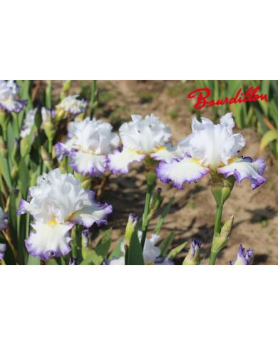 Iris : Front De Mer