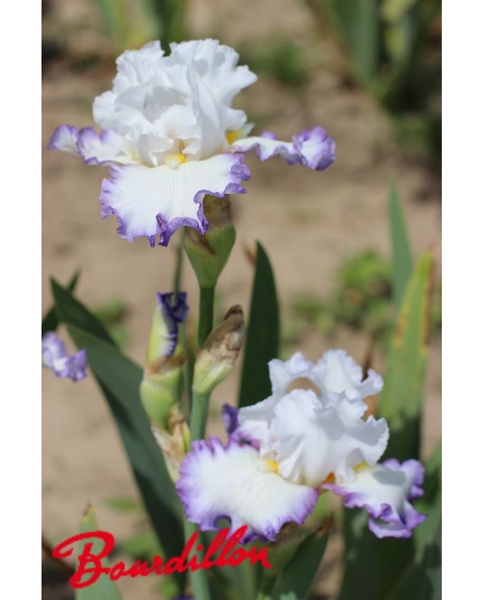 Iris : Front De Mer