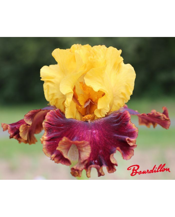 Iris : Chaleur Torride