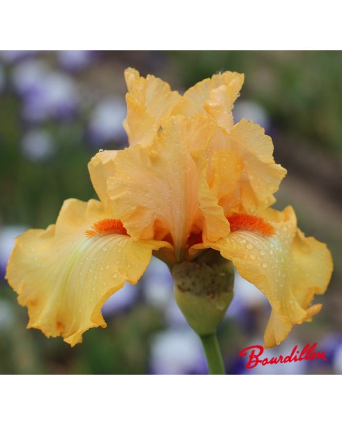 Iris : Abricot Sec