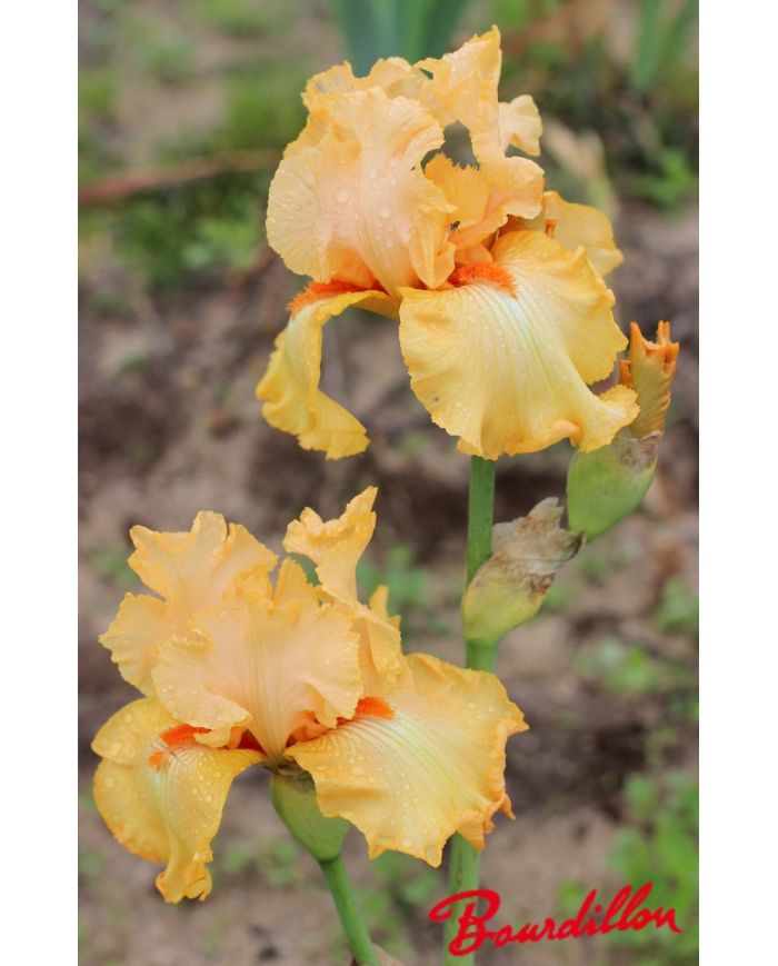 Iris : Abricot Sec