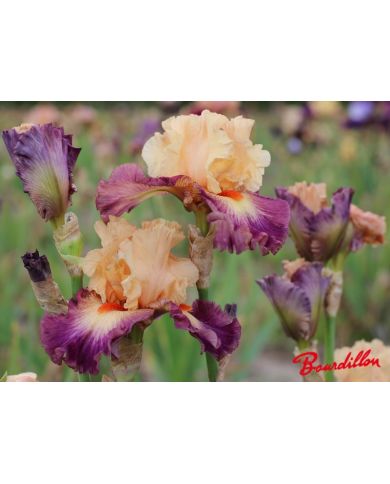 Iris : Abondante Floraison