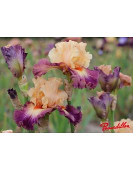Iris : Abondante Floraison
