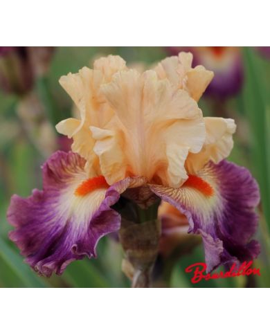 Iris : Abondante Floraison
