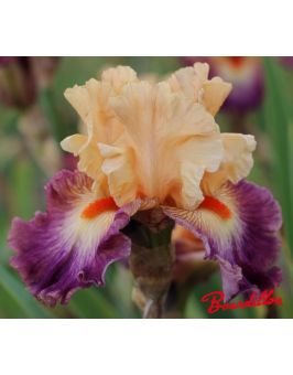 Iris : Abondante Floraison