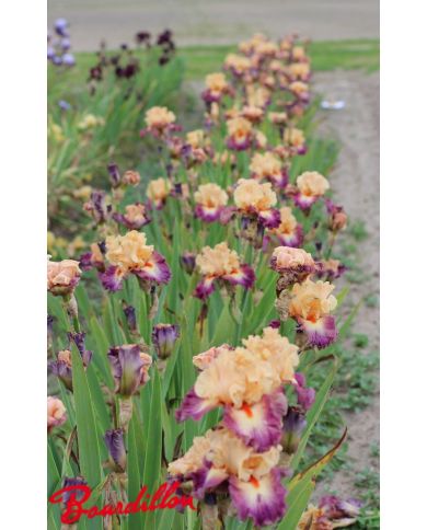 Iris : Abondante Floraison