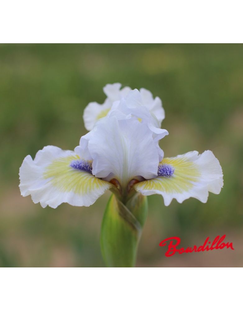 Iris lilliput  : Délicate Attention