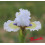 Iris lilliput  : Délicate Attention
