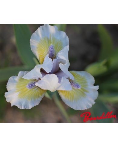 Iris lilliput  : Délicate Attention