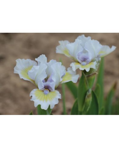 Iris lilliput  : Délicate Attention
