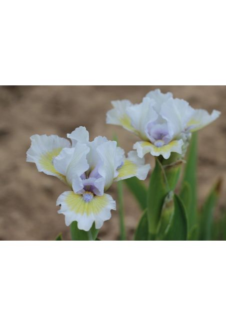 Iris lilliput  : Délicate Attention