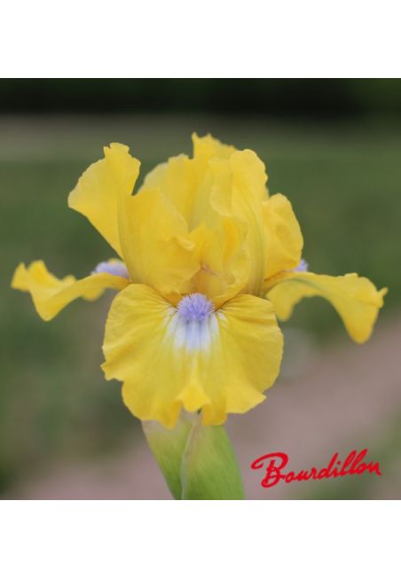 Iris lilliput  : Adorable Poussin