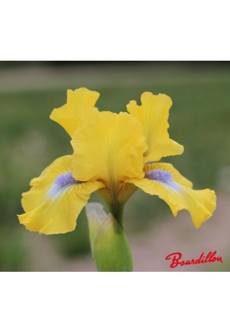 Iris lilliput  : Adorable Poussin