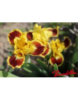 Iris lilliput  : Eblouissant