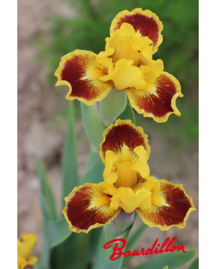 Iris lilliput  : Eblouissant