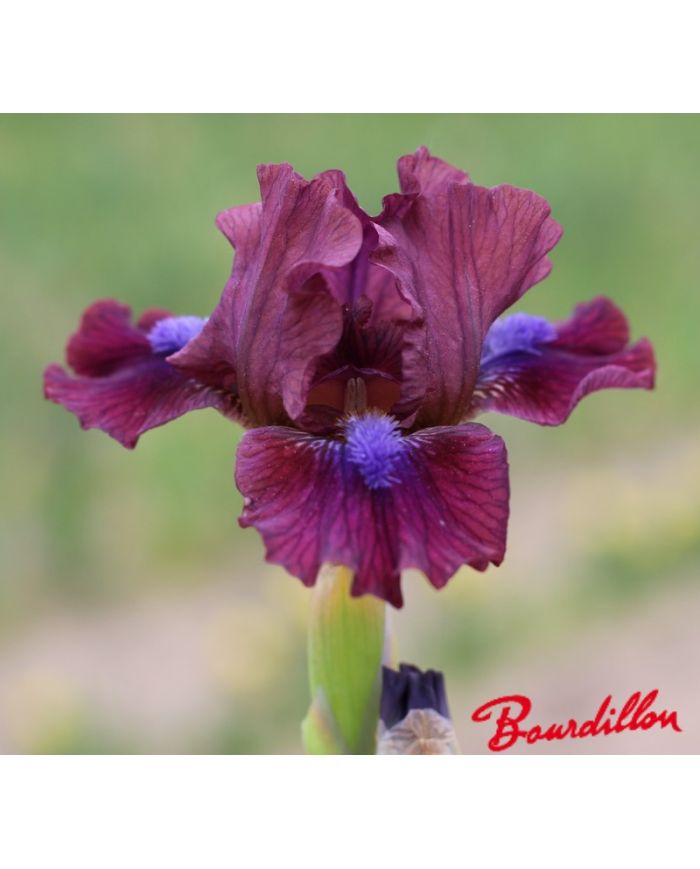 Iris lilliput  : En Plein Champ