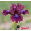 Iris lilliput  : En Plein Champ