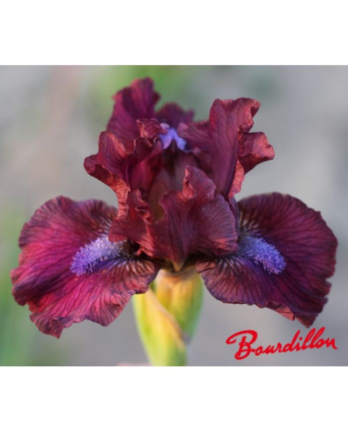 Iris lilliput  : En Plein Champ