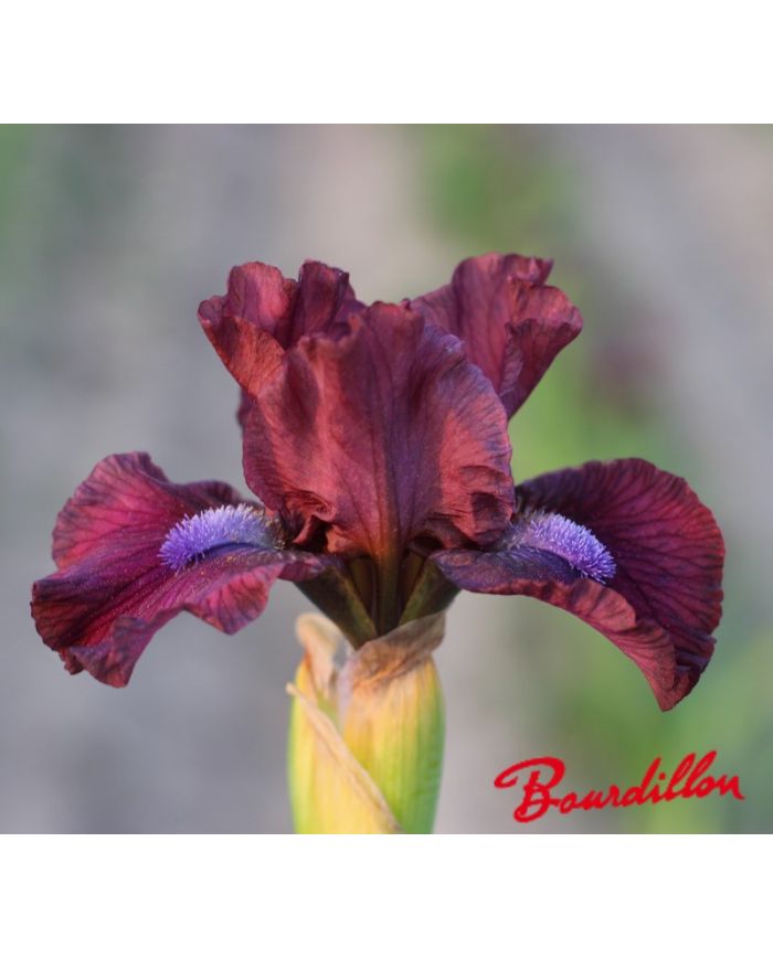 Iris lilliput  : En Plein Champ