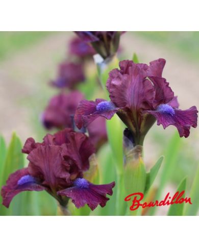 Iris lilliput  : En Plein Champ