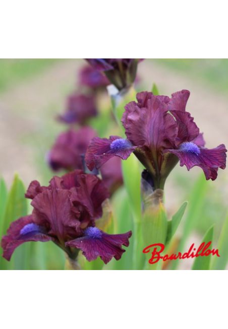 Iris lilliput  : En Plein Champ