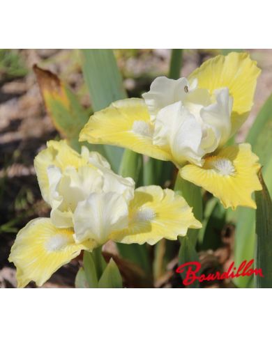 Iris lilliput  : Esquisse Dorée