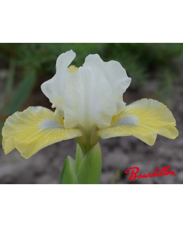 Iris lilliput  : Esquisse Dorée