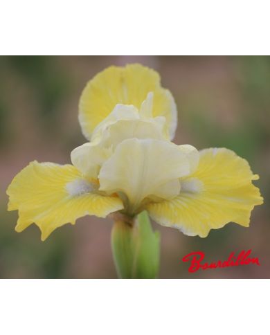 Iris lilliput  : Esquisse Dorée