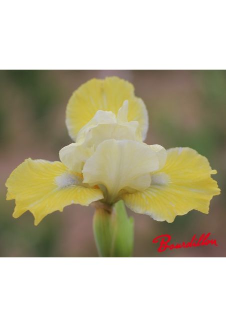 Iris lilliput  : Esquisse Dorée