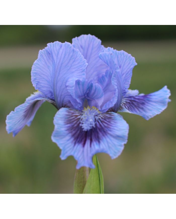 Iris lilliput  : Le Bleu Du Ciel