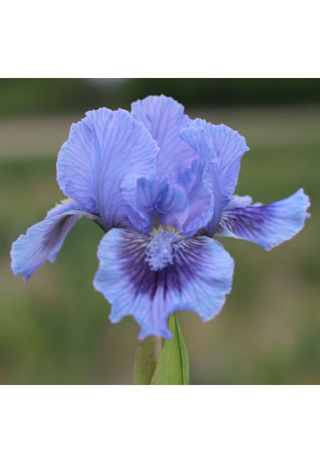 Iris lilliput  : Le Bleu Du Ciel