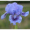 Iris lilliput  : Le Bleu Du Ciel