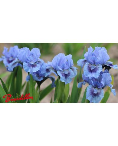 Iris lilliput  : Le Bleu Du Ciel