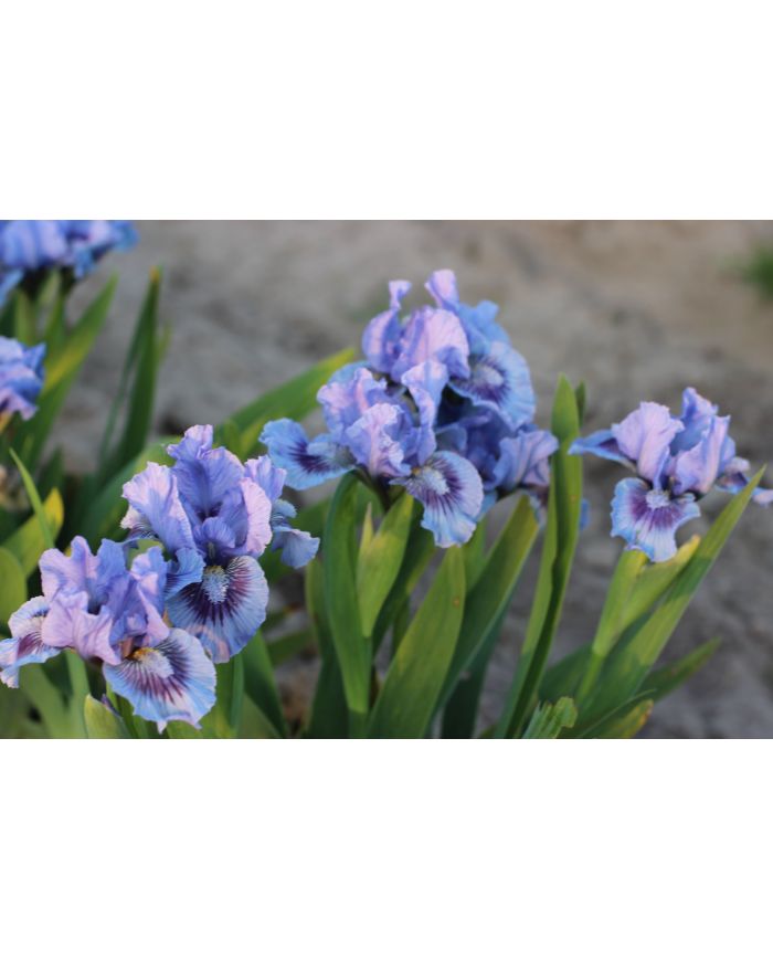 Iris lilliput  : Le Bleu Du Ciel