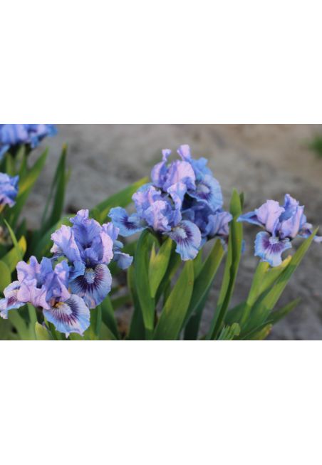 Iris lilliput  : Le Bleu Du Ciel