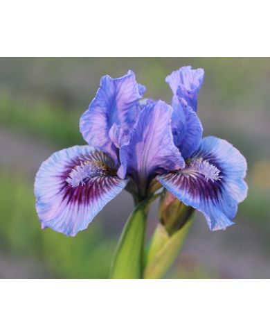 Iris lilliput  : Le Bleu Du Ciel