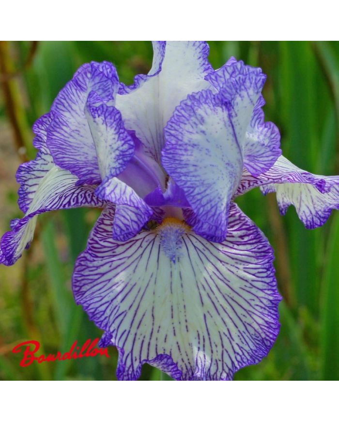 Iris : Autumn Circus