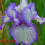 Iris : Autumn Circus